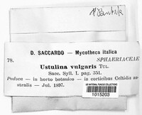 Kretzschmaria deusta image
